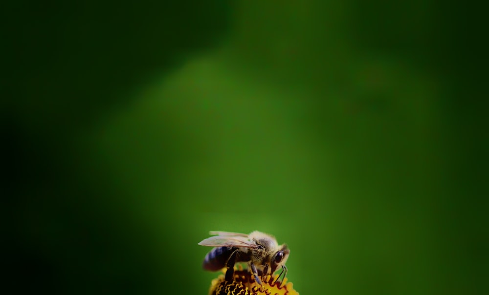 yellow and black bee on green background