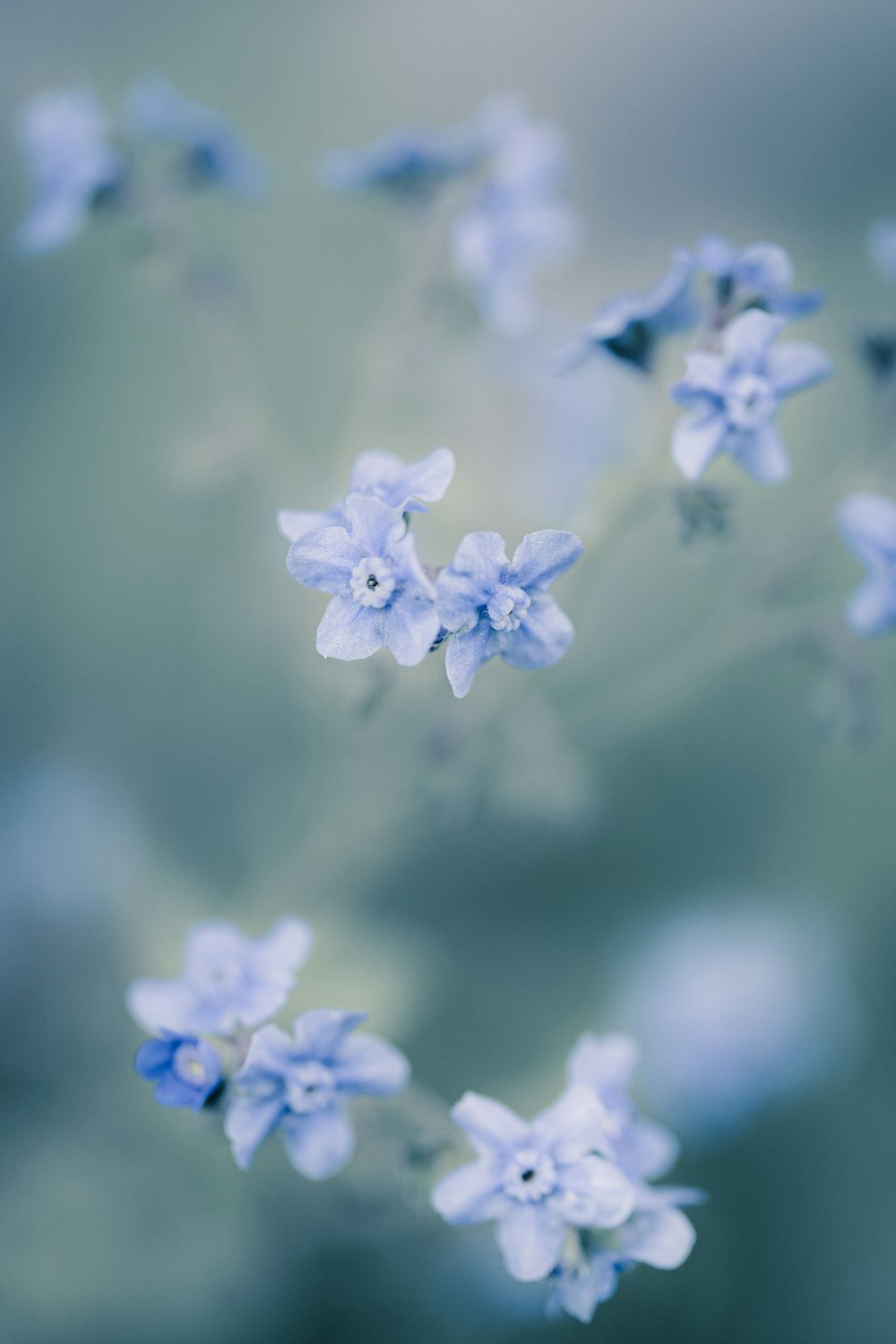 blue flower in tilt shift lens