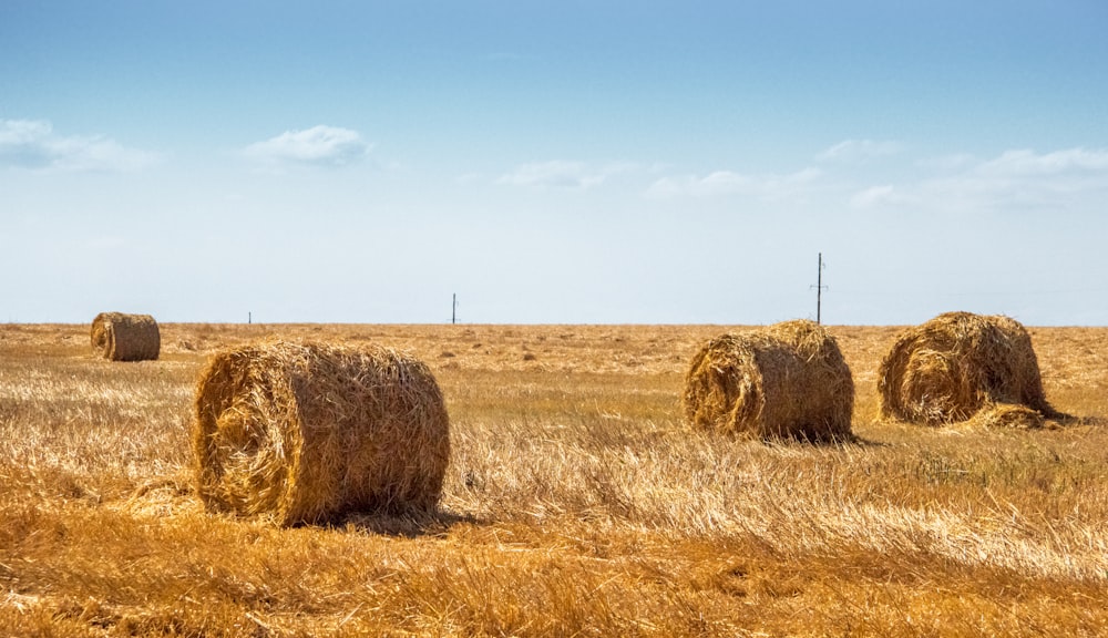 brown hays on brown field under blue sky during daytime