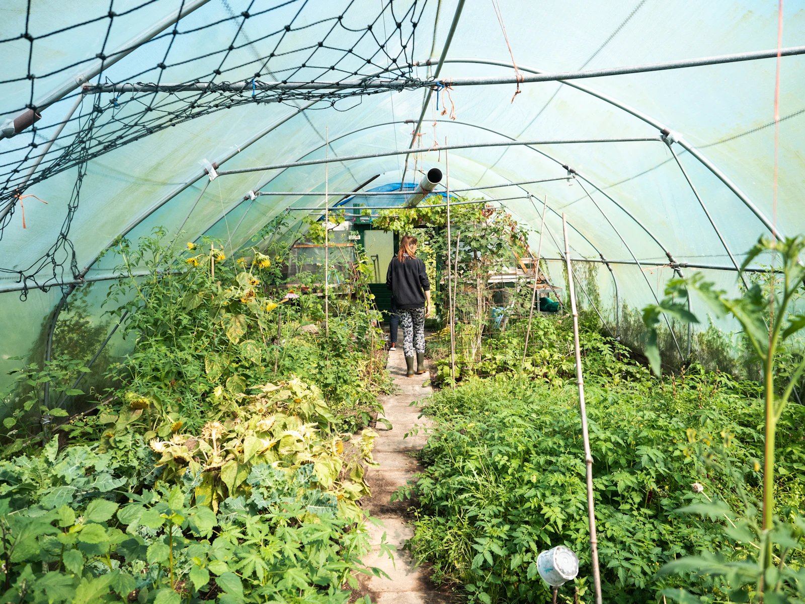 Intérieur d’une serre-tunnel de jardin remplie de légumes