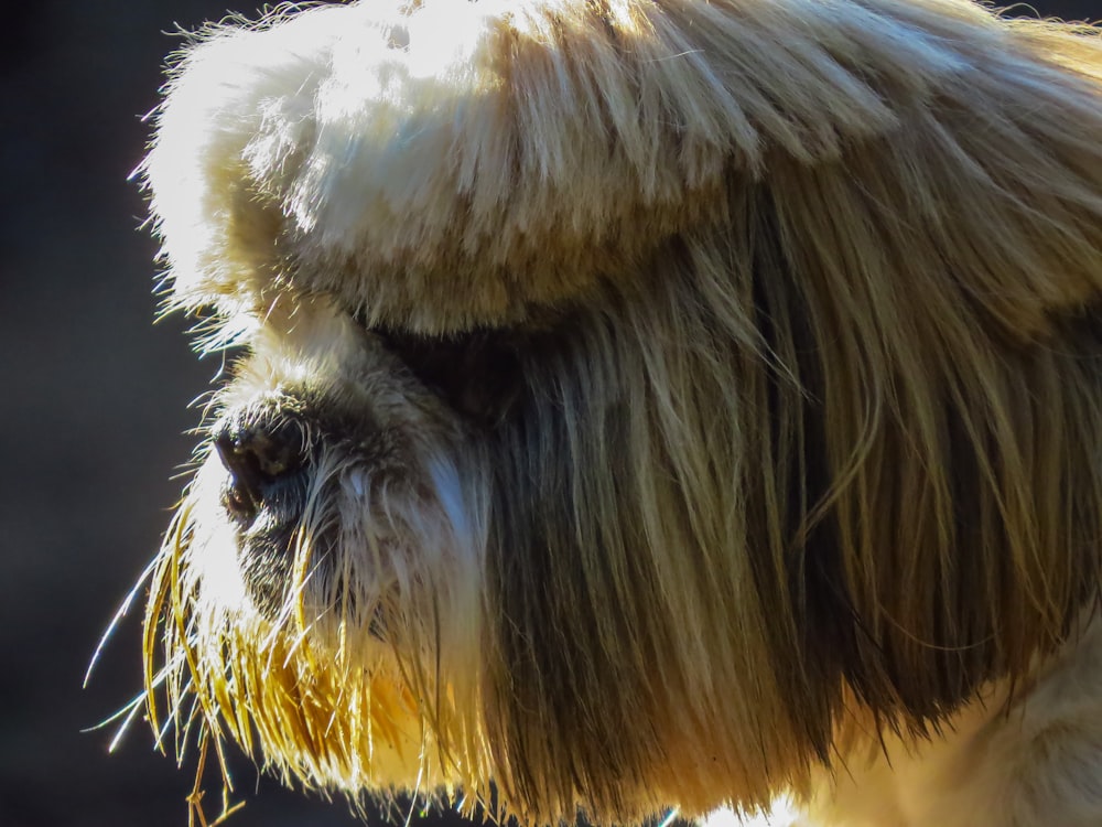 white and brown long coated dog