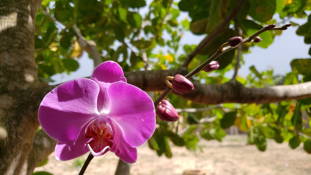 pink flower in tilt shift lens