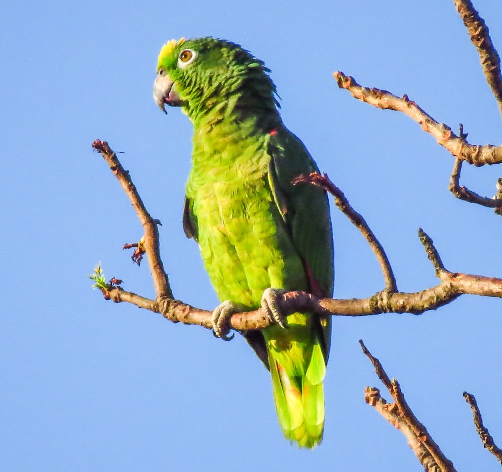 green bird on brown tree branch