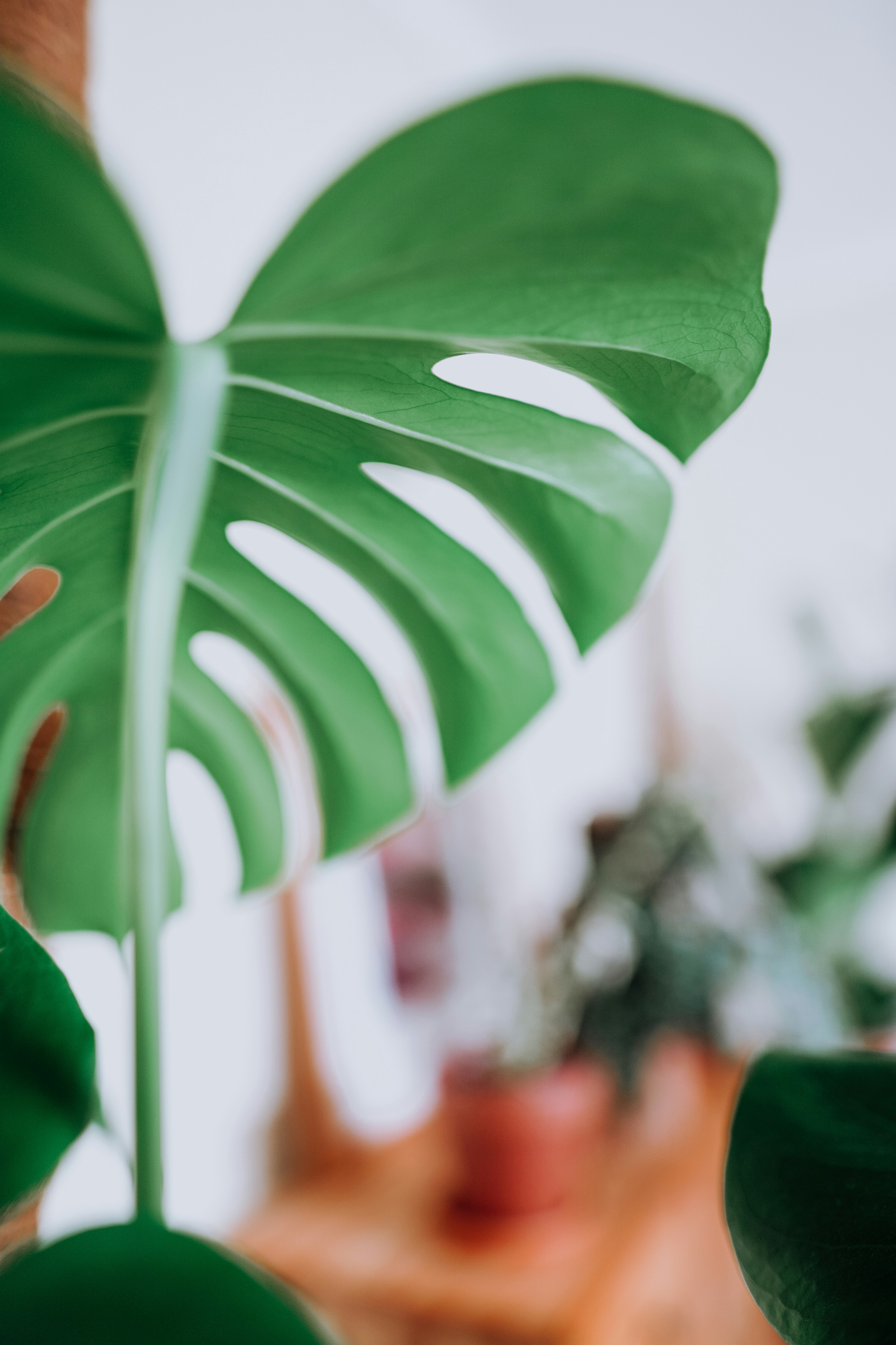 Photo by leavesandroots_