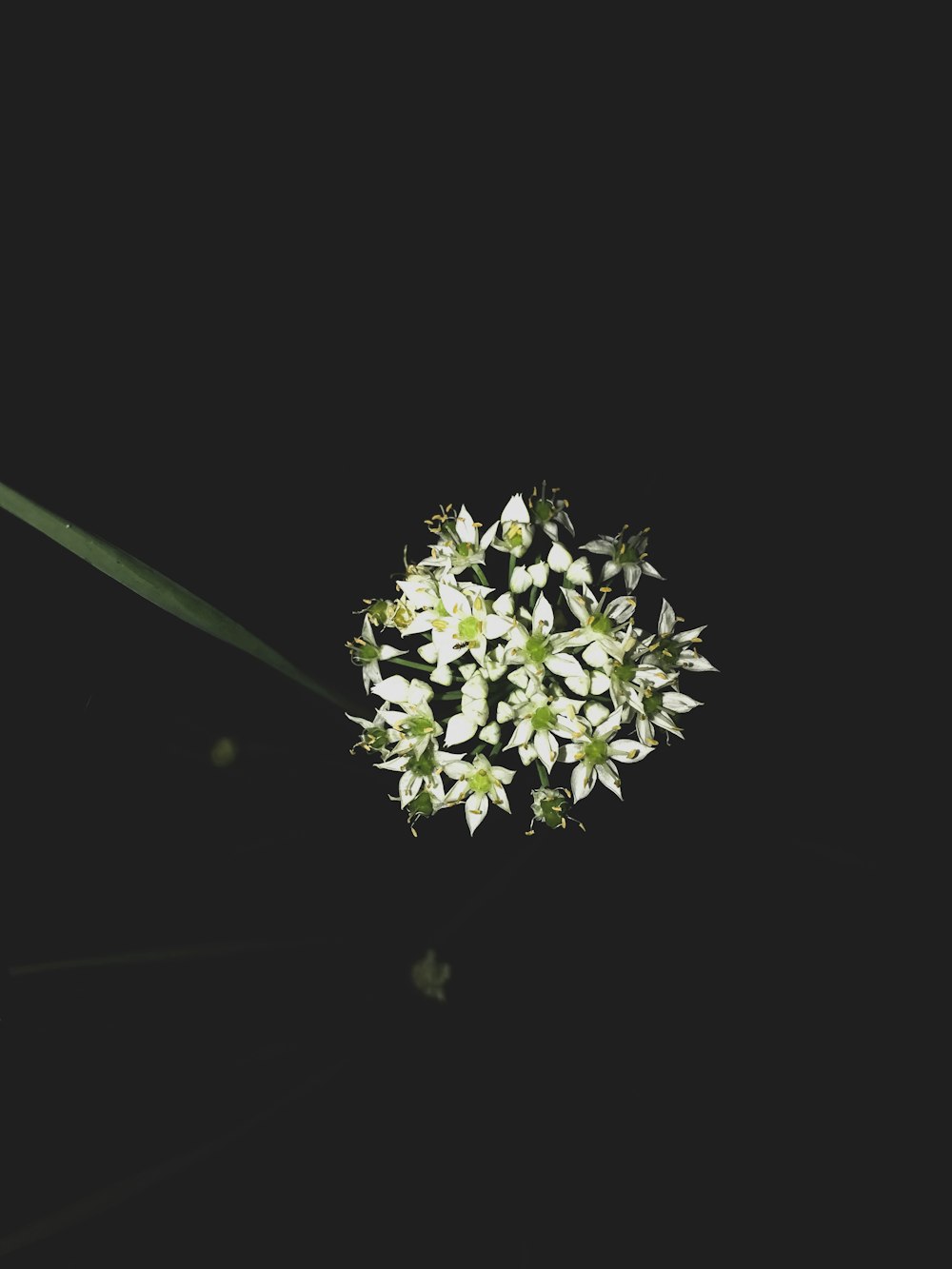 fleur blanche et verte sur fond noir
