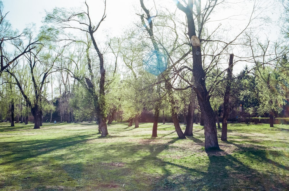 green grass field with trees during daytime