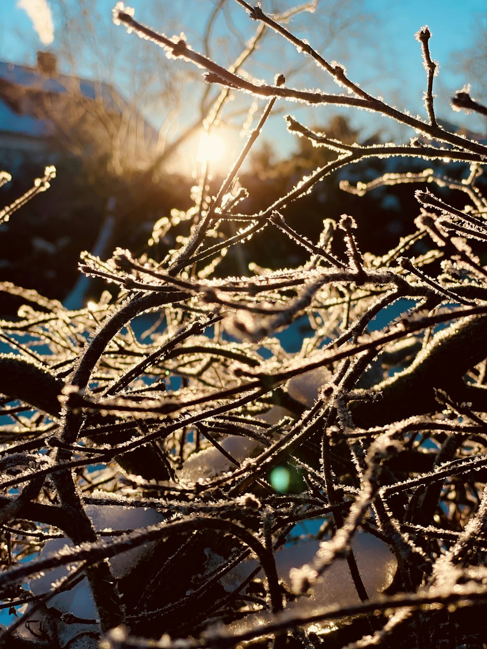 brown tree branch during sunset