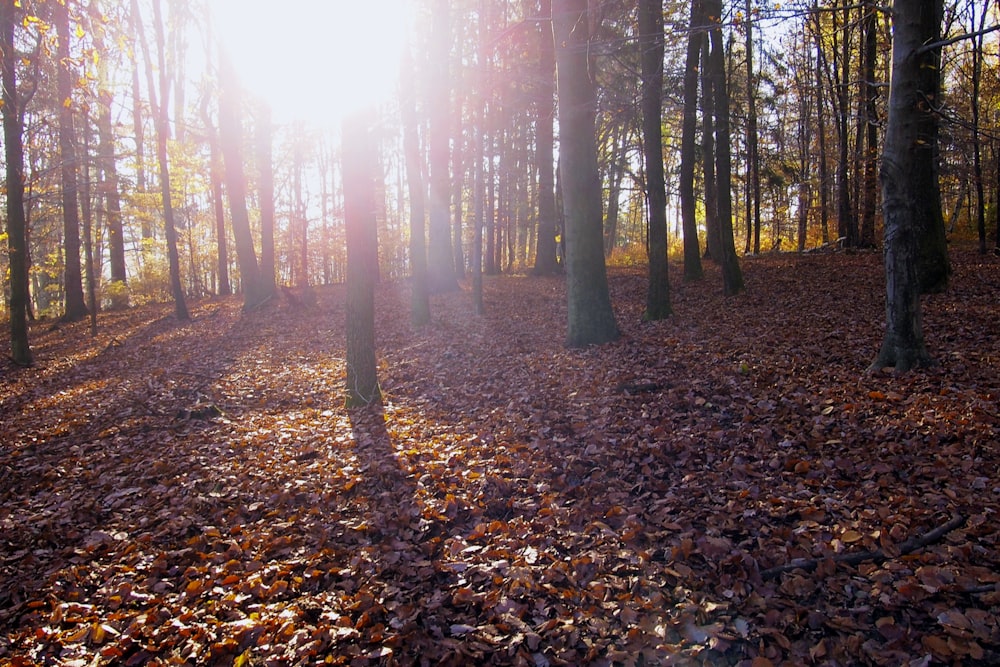 brown leaves on ground under trees during daytime