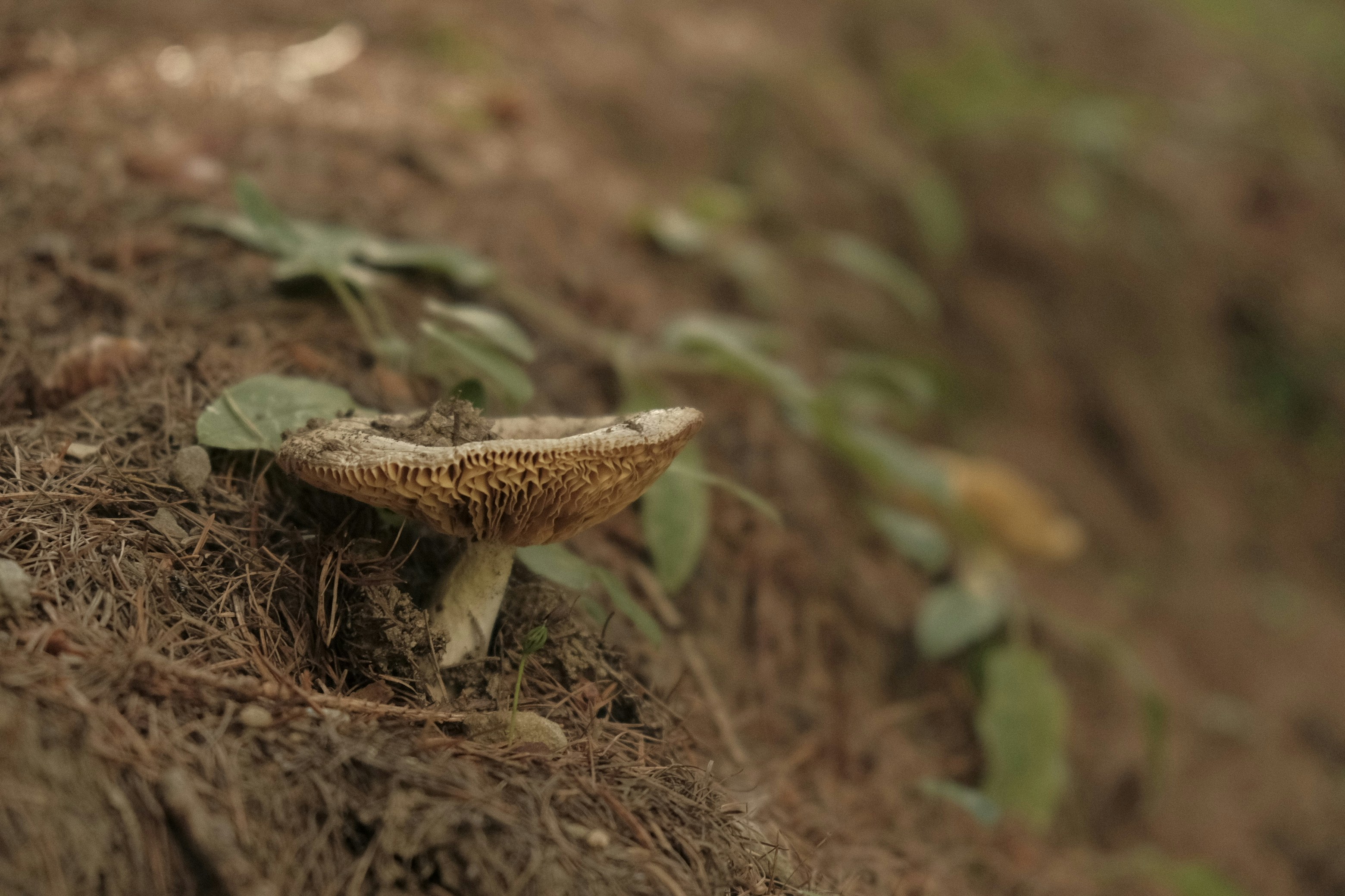 brown and white mushroom on brown dried leaves