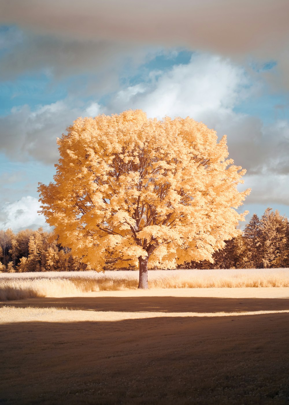 arbres à feuilles jaunes sur une route en béton gris sous un ciel bleu pendant la journée