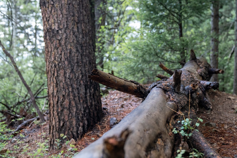 brown tree trunk during daytime