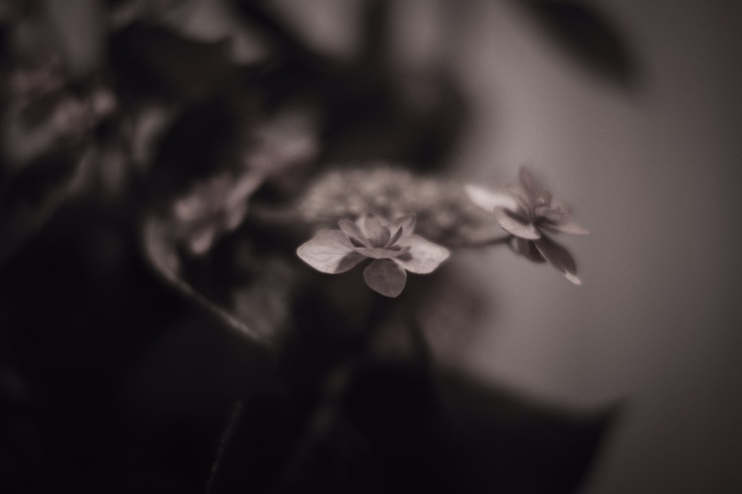 white flower in black background