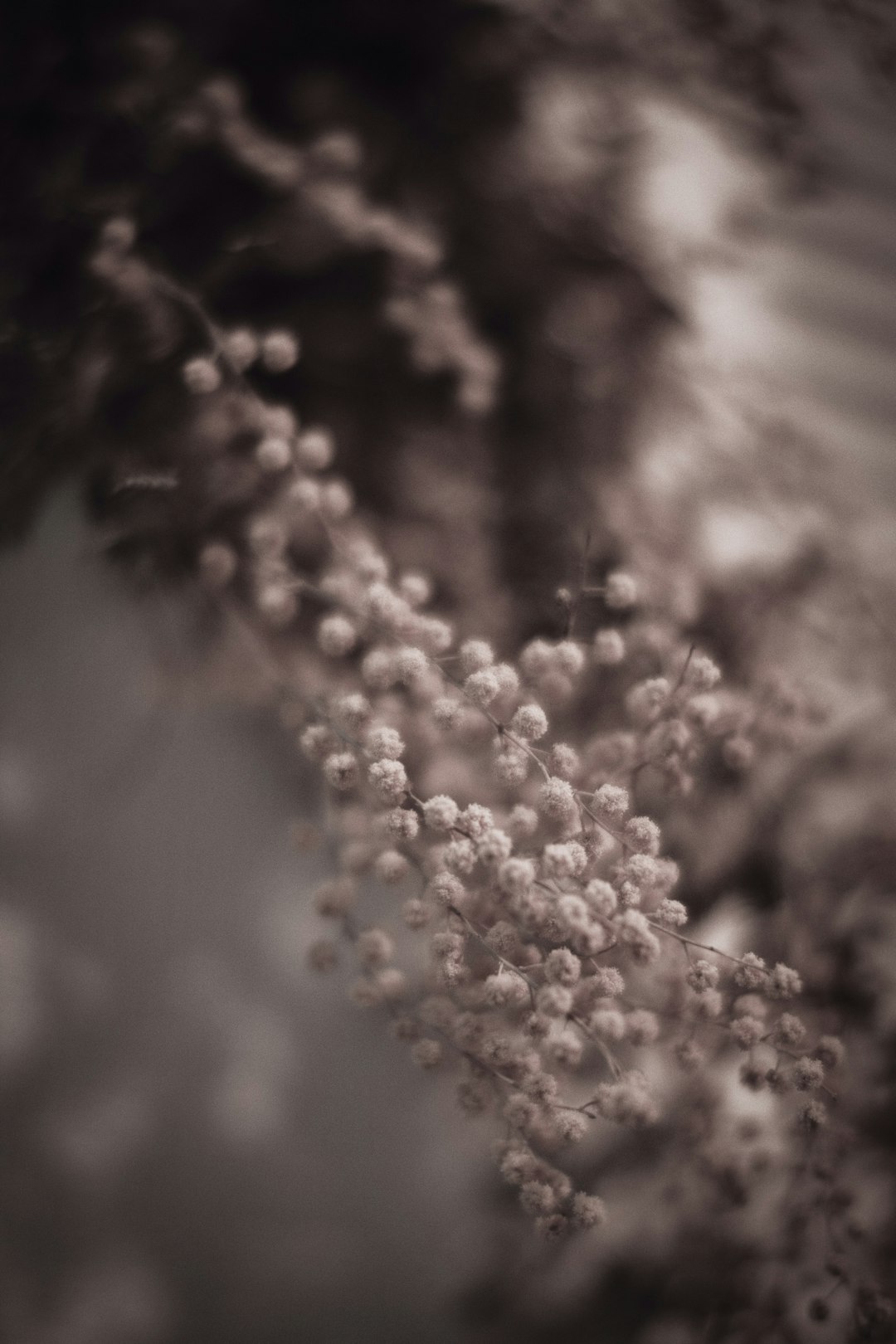 white flower in black background