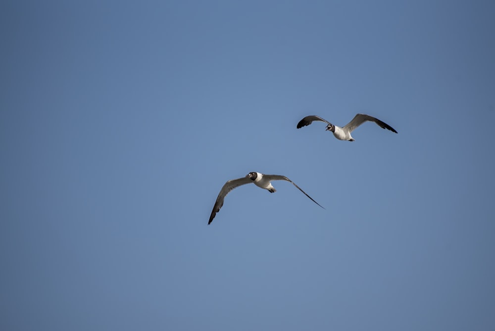 oiseau blanc et noir volant sous le ciel bleu pendant la journée