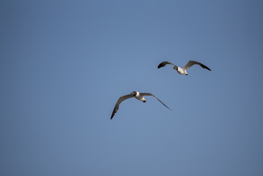 weißer und schwarzer Vogel, der tagsüber unter blauem Himmel fliegt