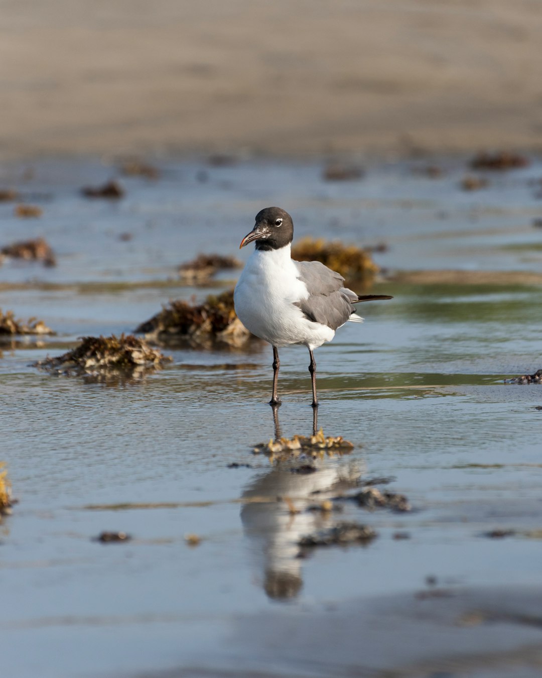 white and black bird on water during daytime