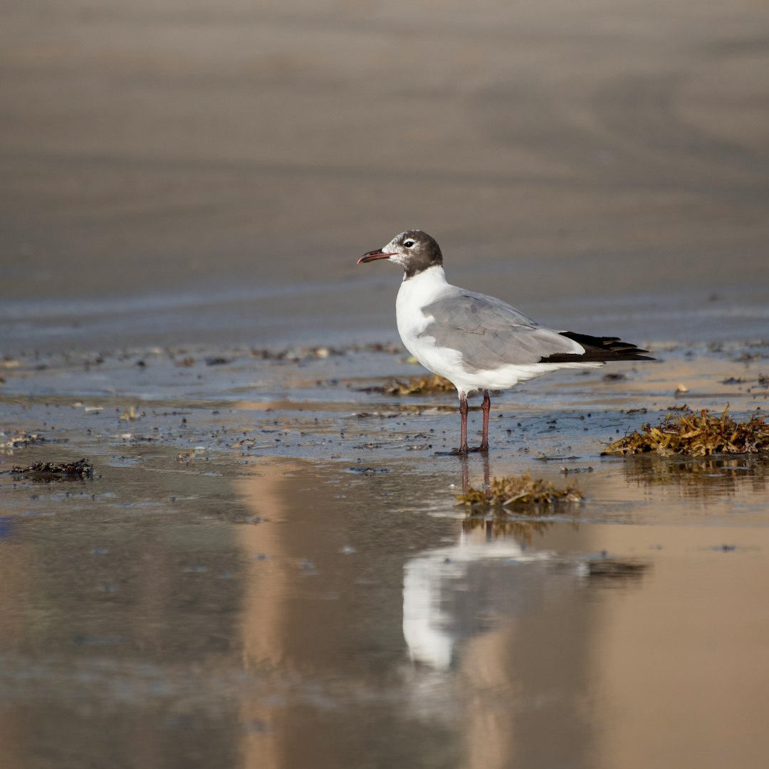 black billed gull on shore during daytime