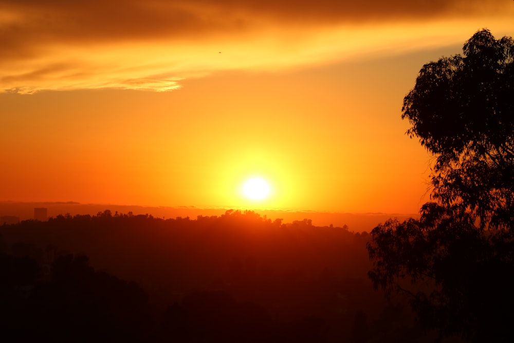 silhouette of trees during sunset