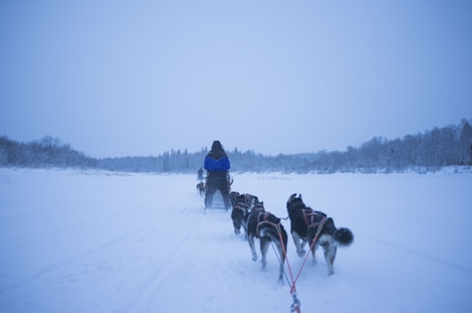 A focused working dog pulling a sled through snowy terrain during a competition.