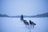 A Siberian Husky pulling a sled through snowy terrain with a focused owner guiding.