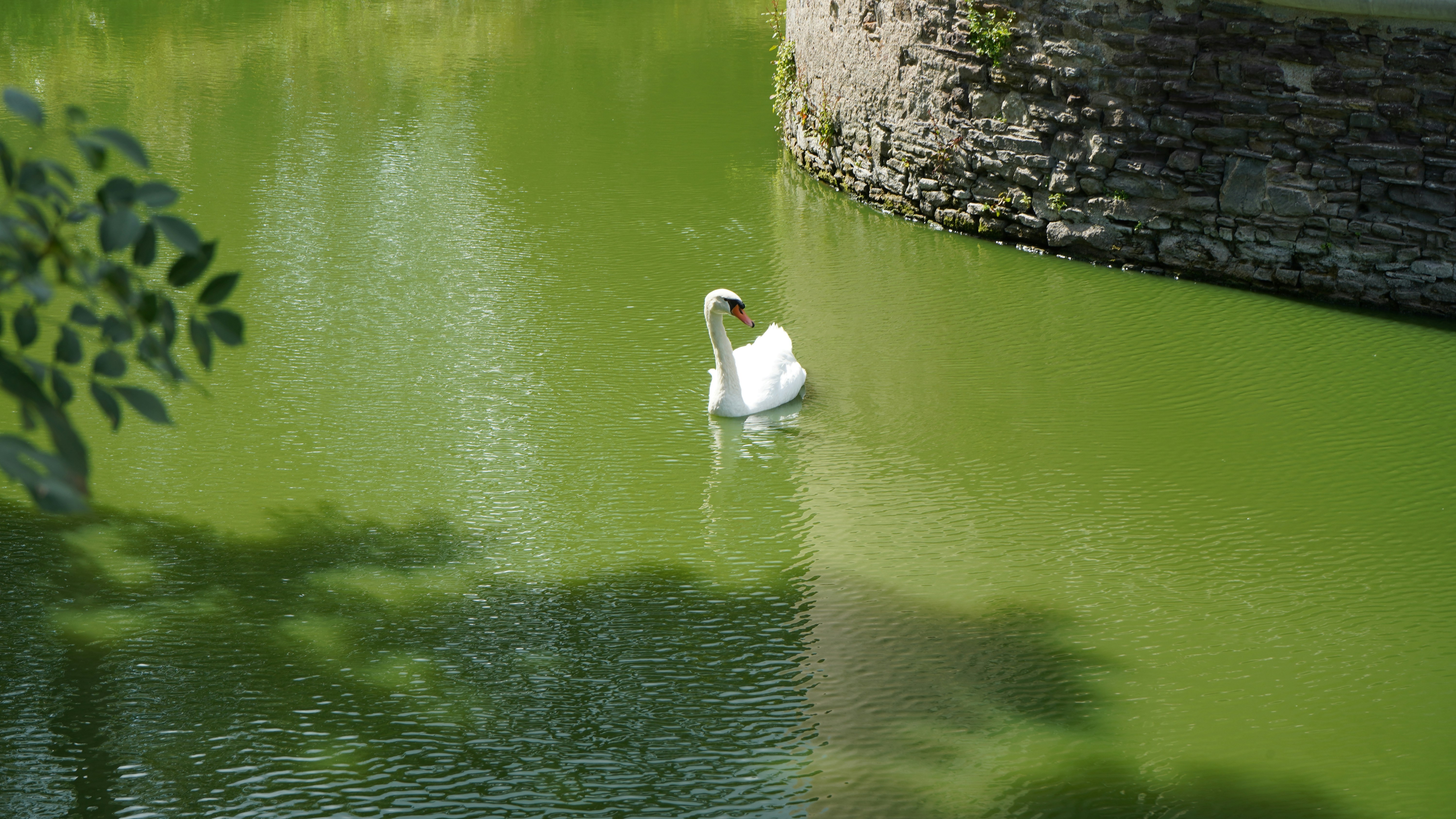 Jardin de la mélodie des cygnes