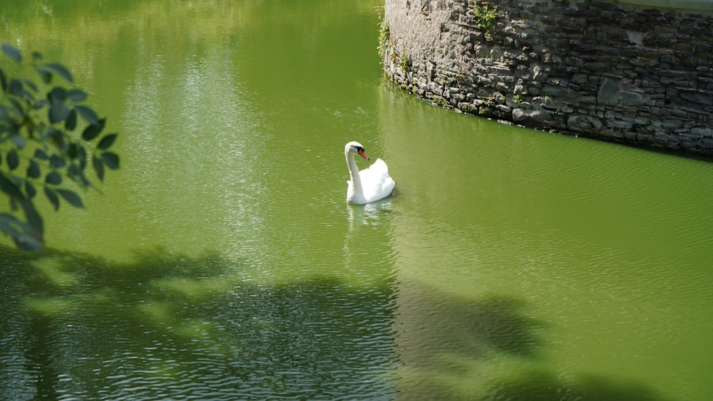 white swan on water during daytime