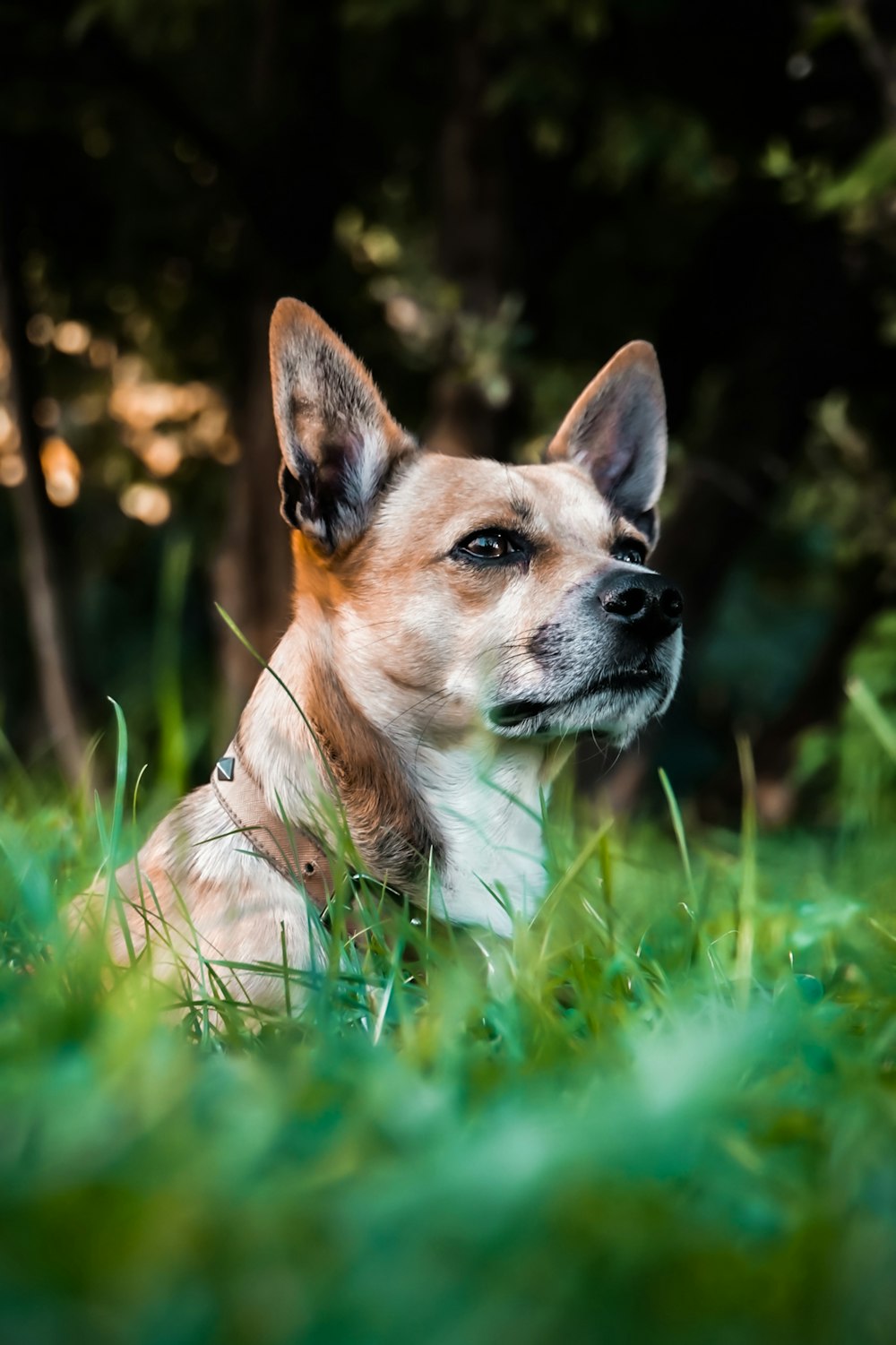 brown and white short coated dog on green grass during daytime