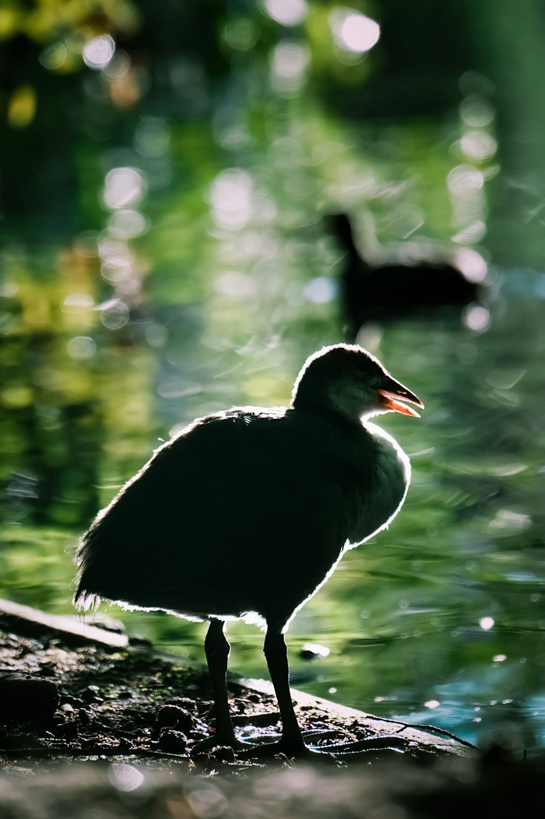 black and white duck on brown soil near body of water during daytime