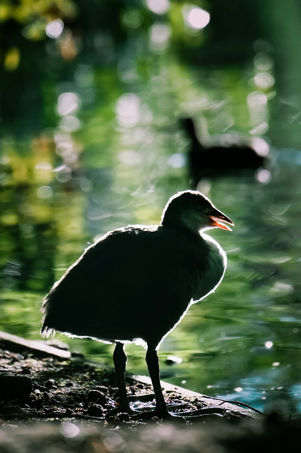 black and white duck on brown soil near body of water during daytime