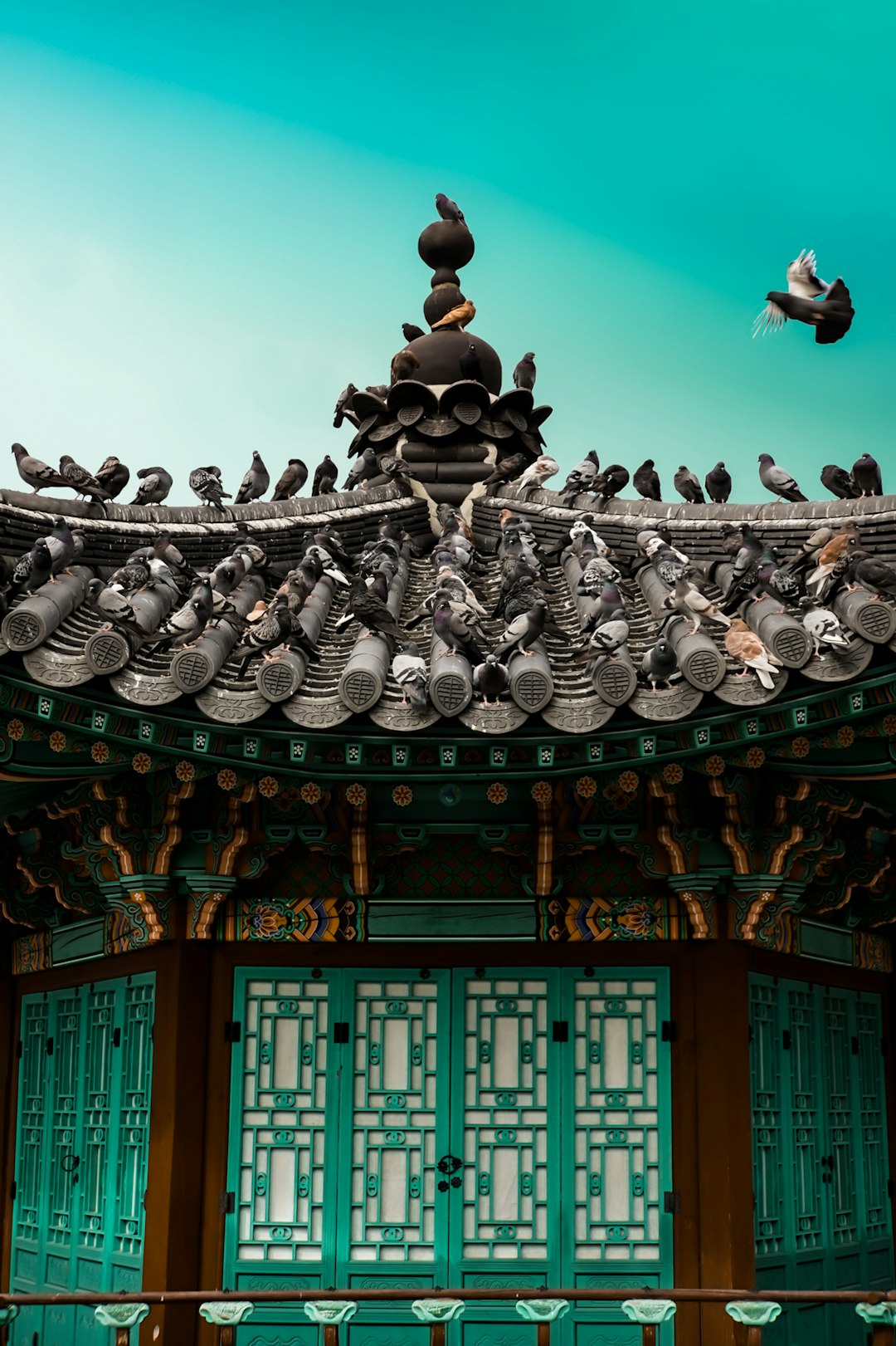 black and white bird flying over the temple during daytime