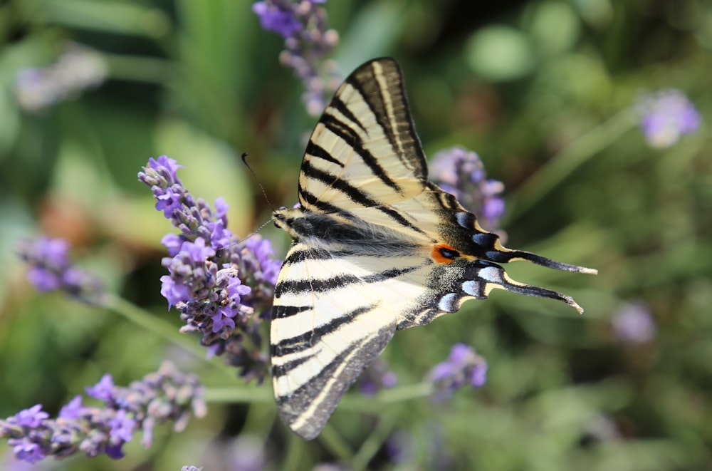 tiger swallowtail butterfly perched on purple flower in close up photography during daytime