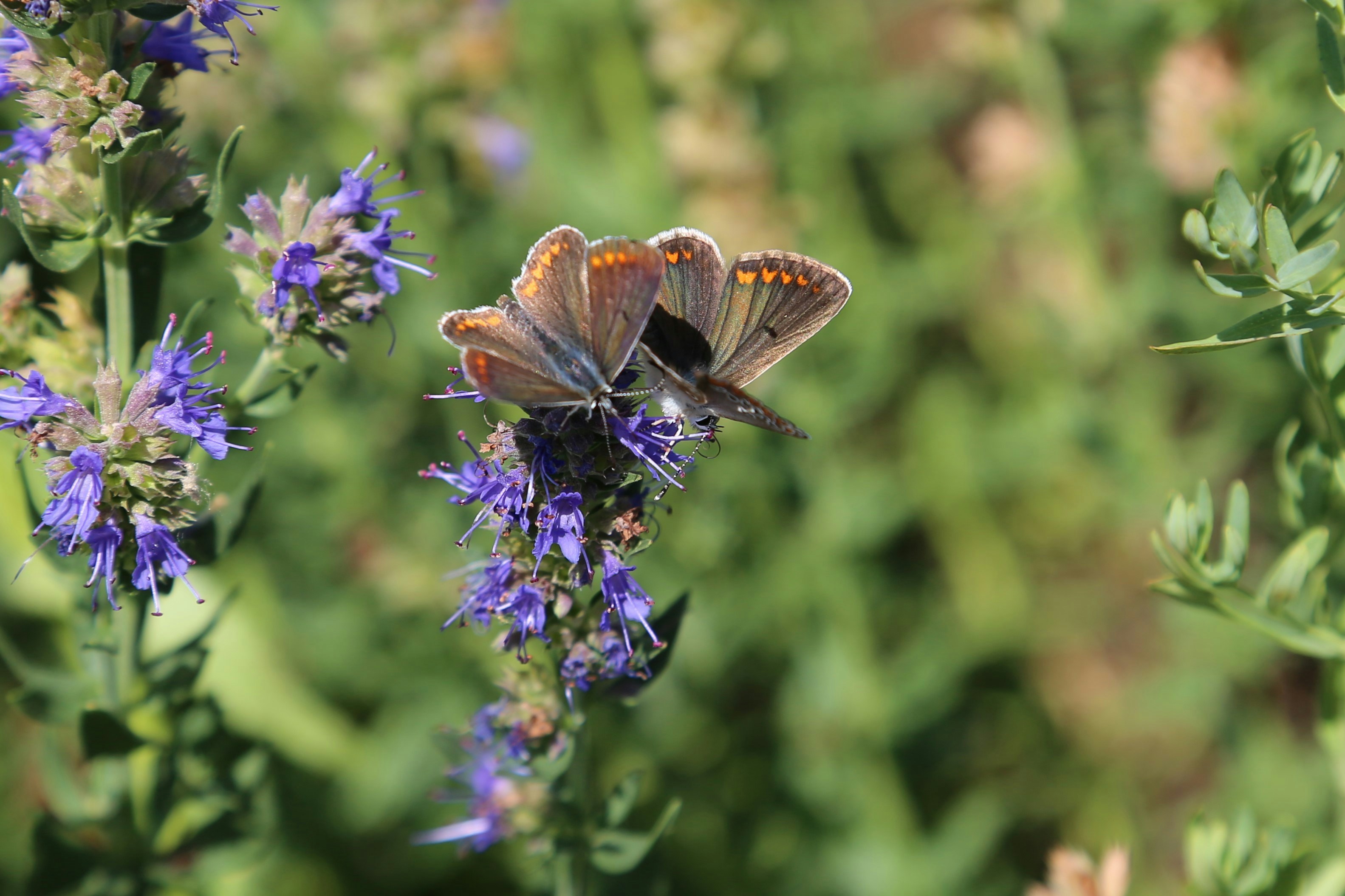 Photo by tykeofyorkshire