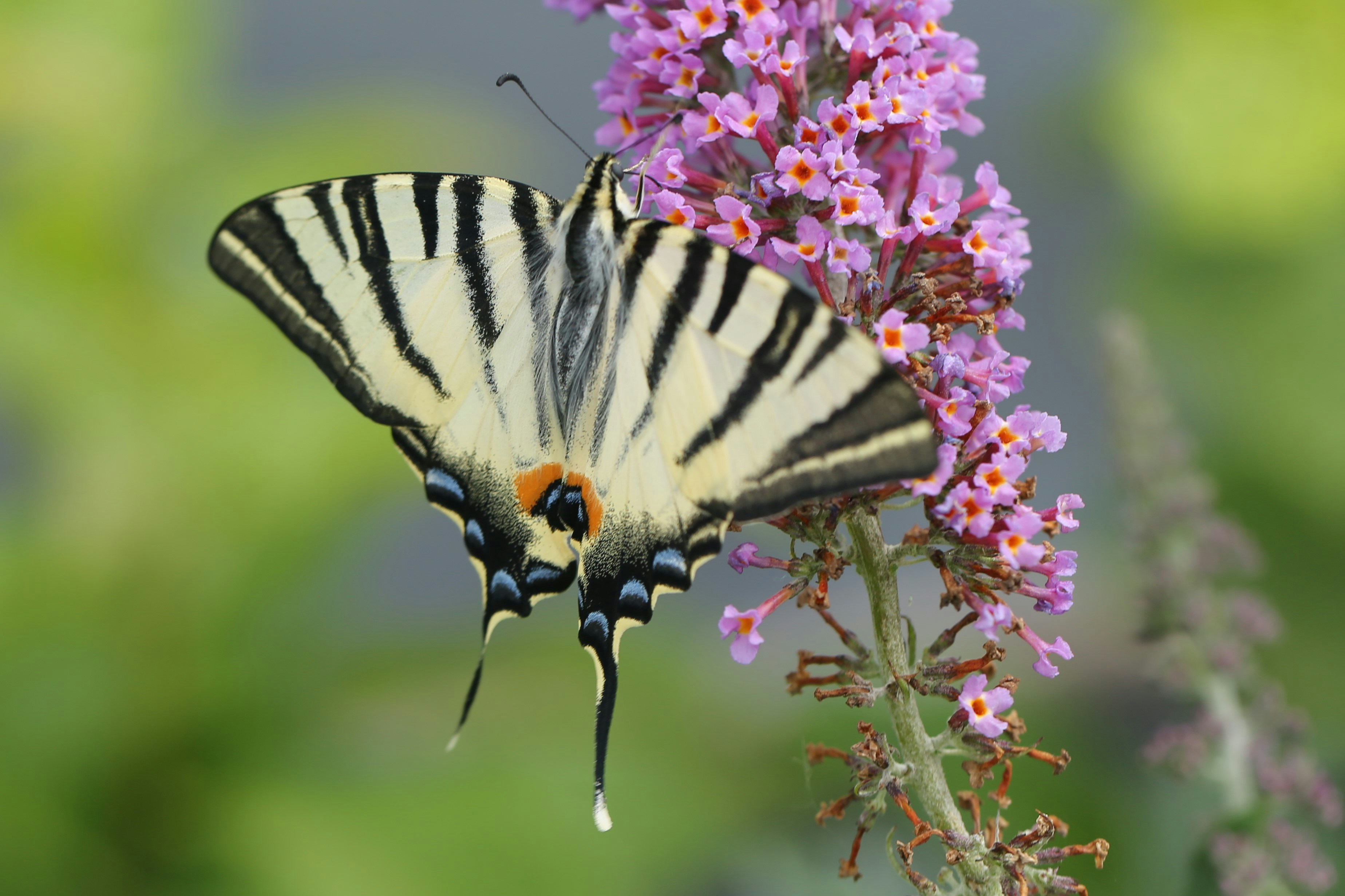 Photo by tykeofyorkshire