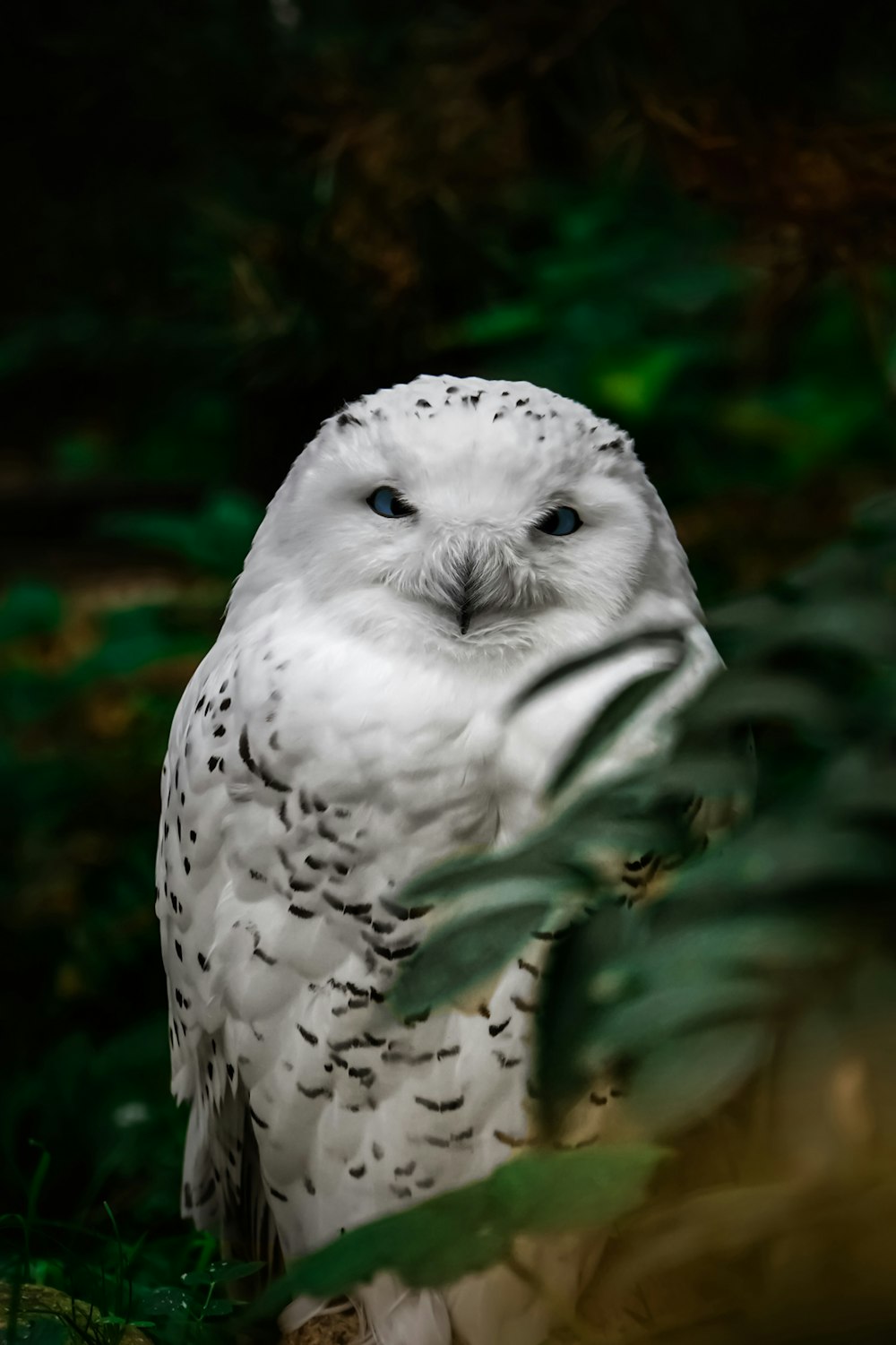 white owl perched on green plant