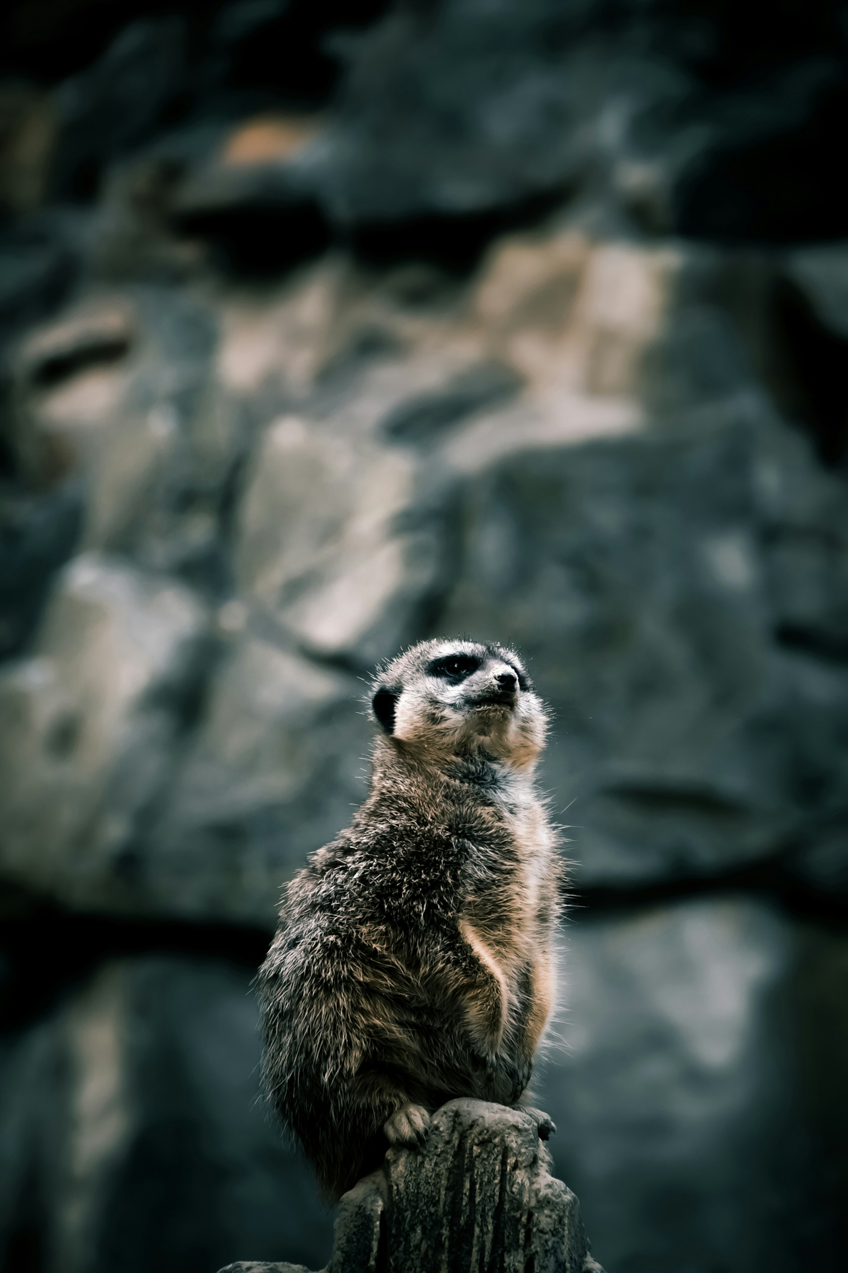 Unsplashで見つけるミーアキャットの無料写真