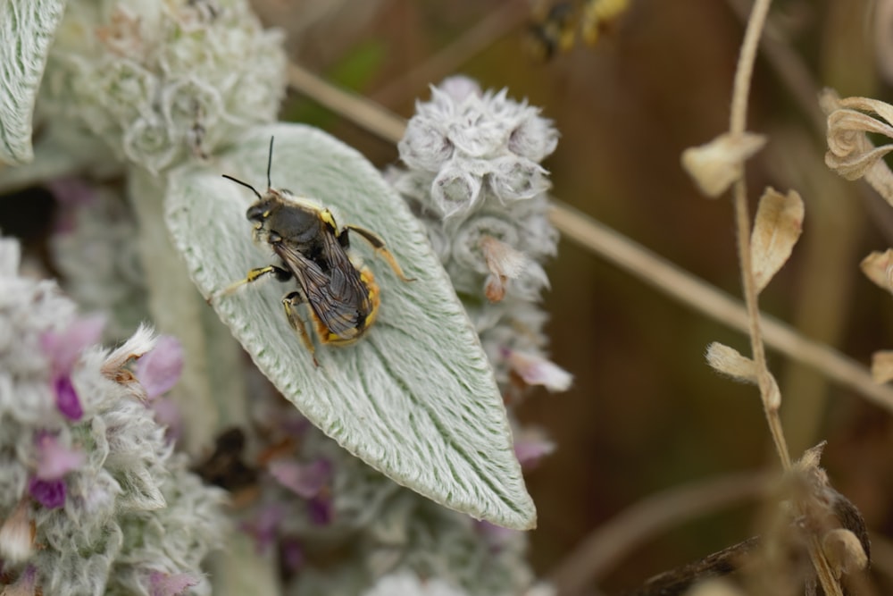 black and yellow bee on white flower