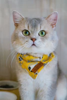 A content cat showing off a colorful bandana with vibrant patterns.