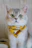 Close-up of a cat wearing a colorful, trendy bandana from Patitas Chic indoors.