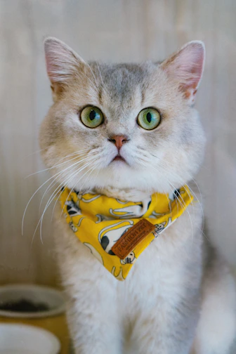 A playful kitten wearing a vibrant, hand-stitched bandana with floral patterns.