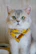 Close-up of a cat wearing a colorful, trendy bandana from Patitas Chic indoors.