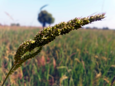 A close-up view of a green millet plant with its grain head in focus against a blurred background of a grassy field. The sky appears clear with a few distant trees visible.
