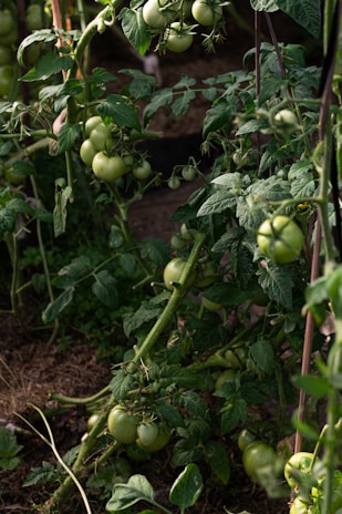 A dense cluster of green, unripe tomatoes hangs from tall, leafy vines. The plants are supported by stakes, and the ground is covered with brown soil and dry grass. Sunlight casts gentle shadows on the vibrant greenery, suggesting a healthy garden.