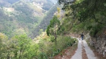 A narrow concrete path winds through a lush, green mountainous landscape. Dense forests cover the surrounding hillsides, with patches of sunlight filtering through the canopy. A solitary figure walks down the path with a small dog, creating a peaceful and serene atmosphere.