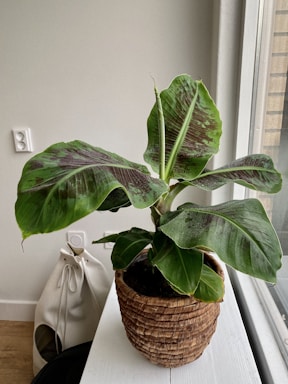 A large plant with broad green leaves featuring dark patches sits in a woven basket on a wooden surface. Natural light streams through a nearby window, illuminating the plant. A white bag with a circular opening is positioned on the floor next to the surface.