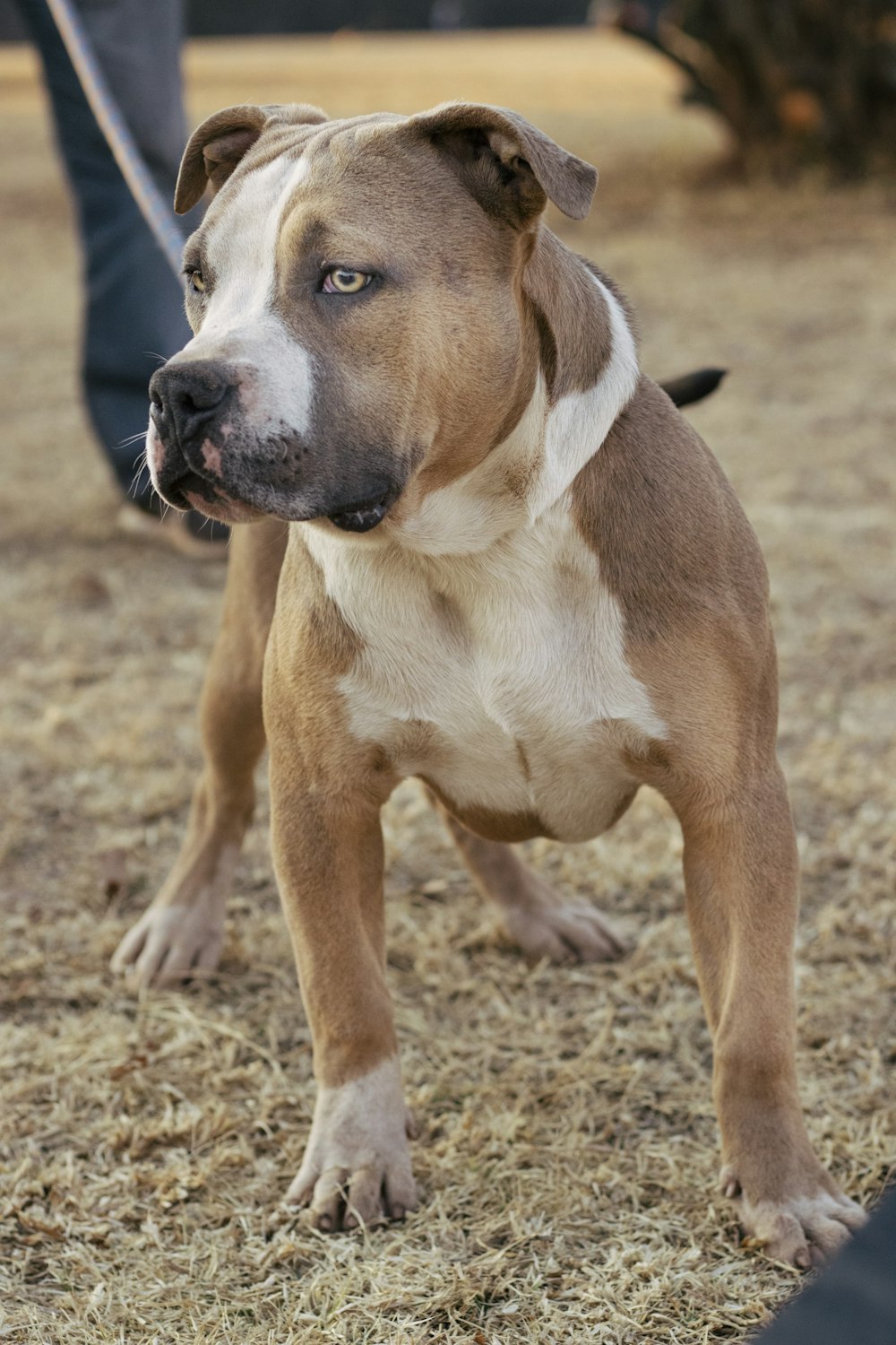 brown and white american pitbull terrier mix puppy on brown field during daytime