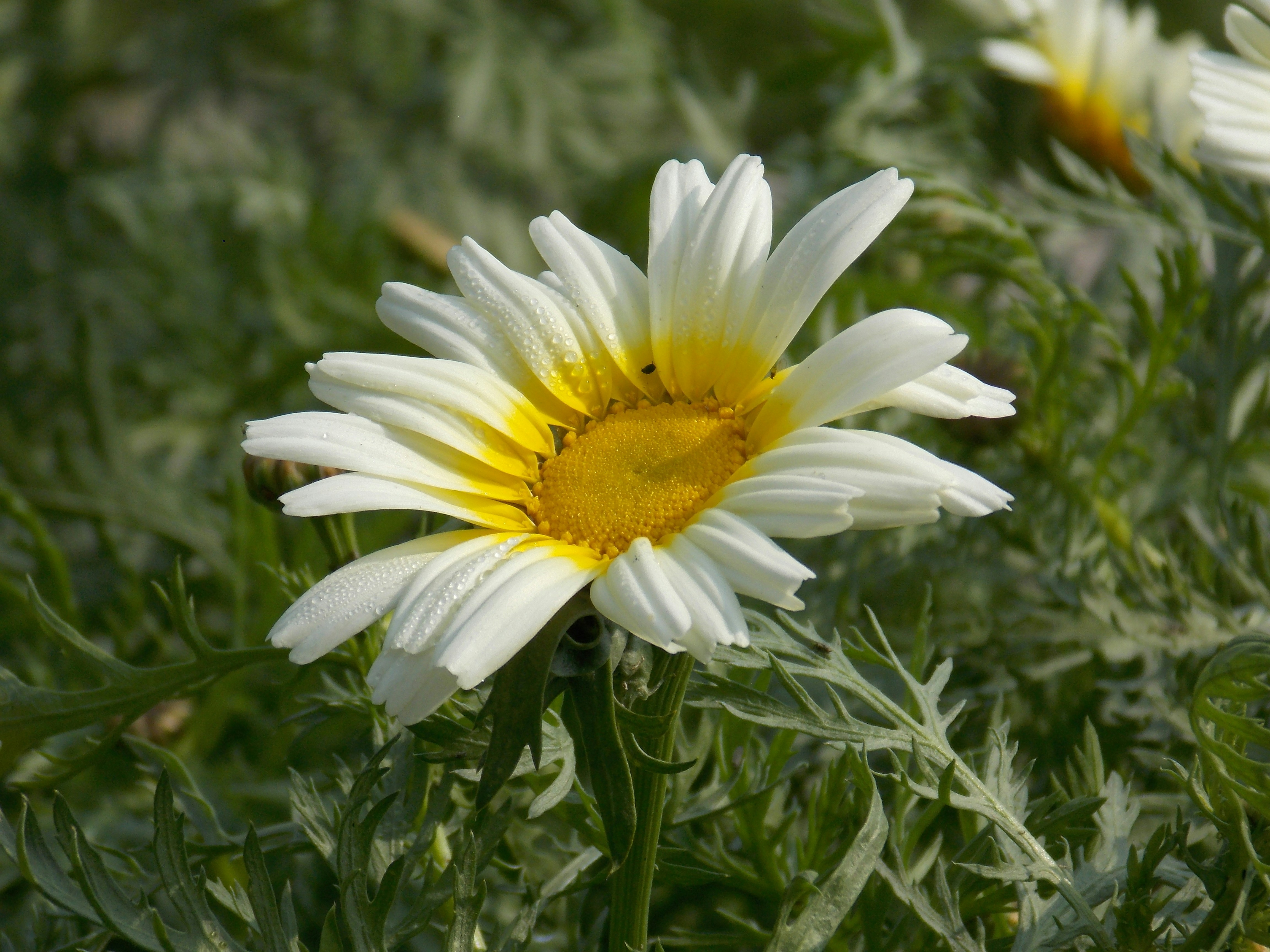 Close-up of a white daisy with a bright yellow center dominating the frame. Feathery green foliage forms a soft, textured backdrop.
