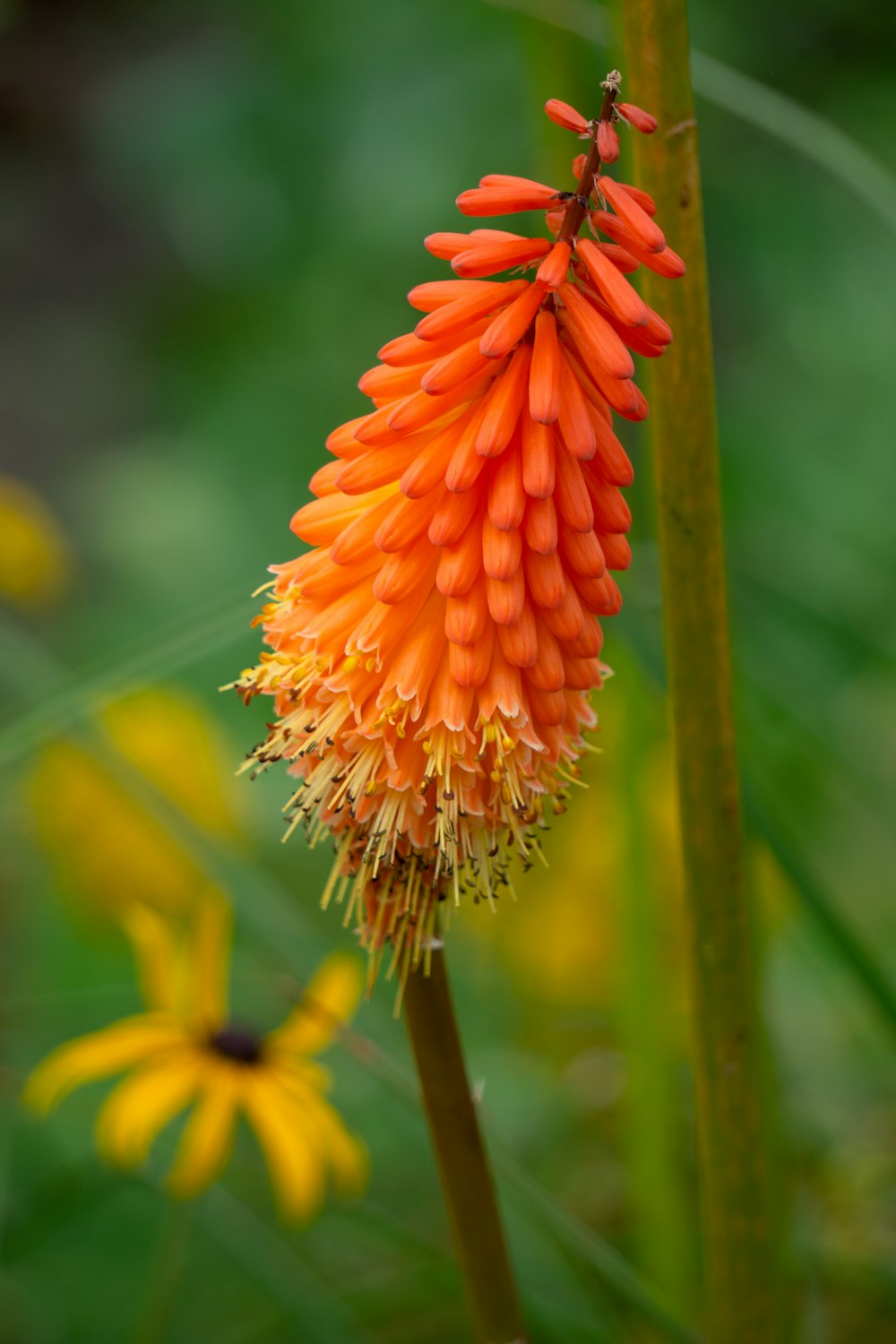 orange flower in tilt shift lens