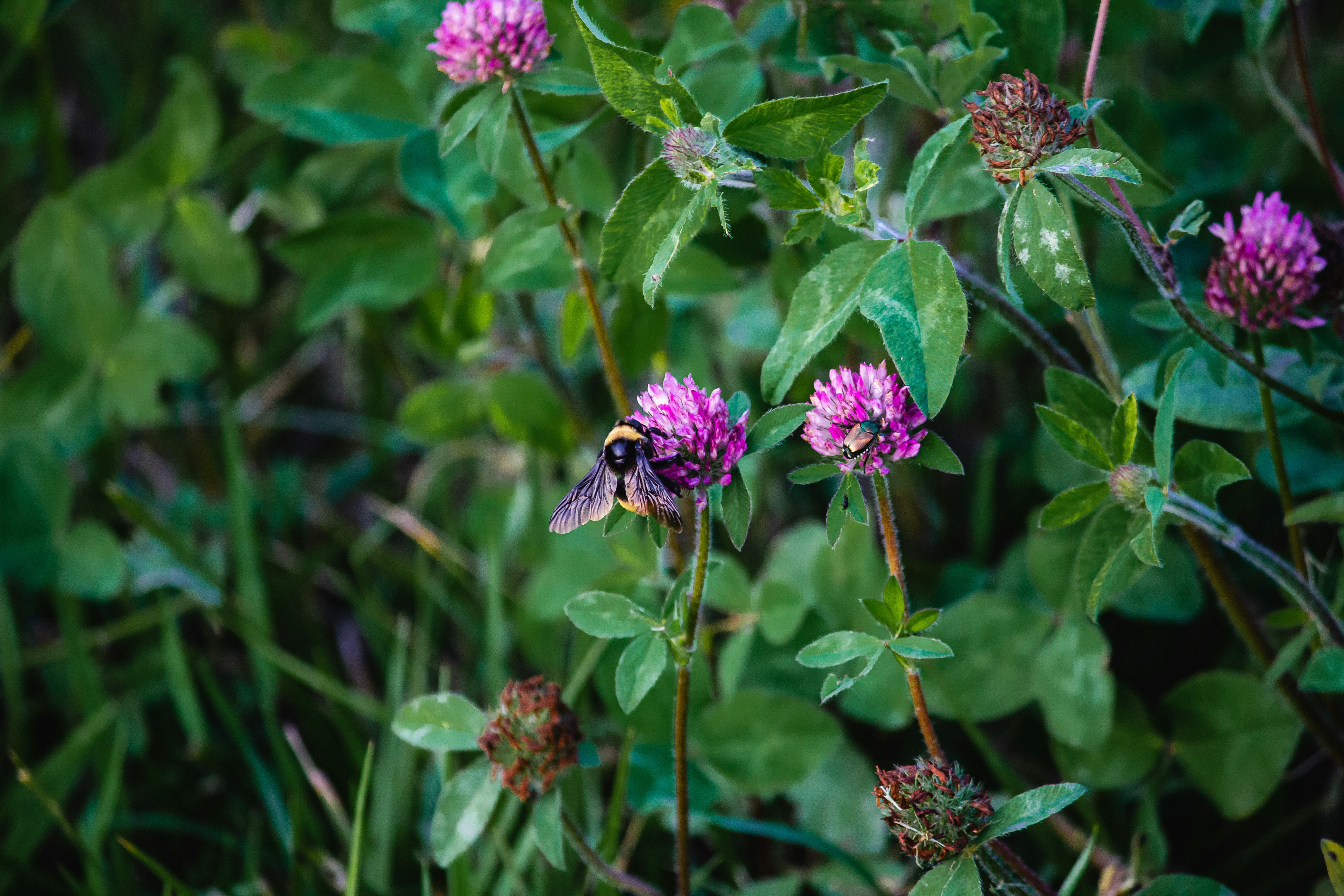 Red Clover Project