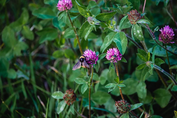 Red Clover Project