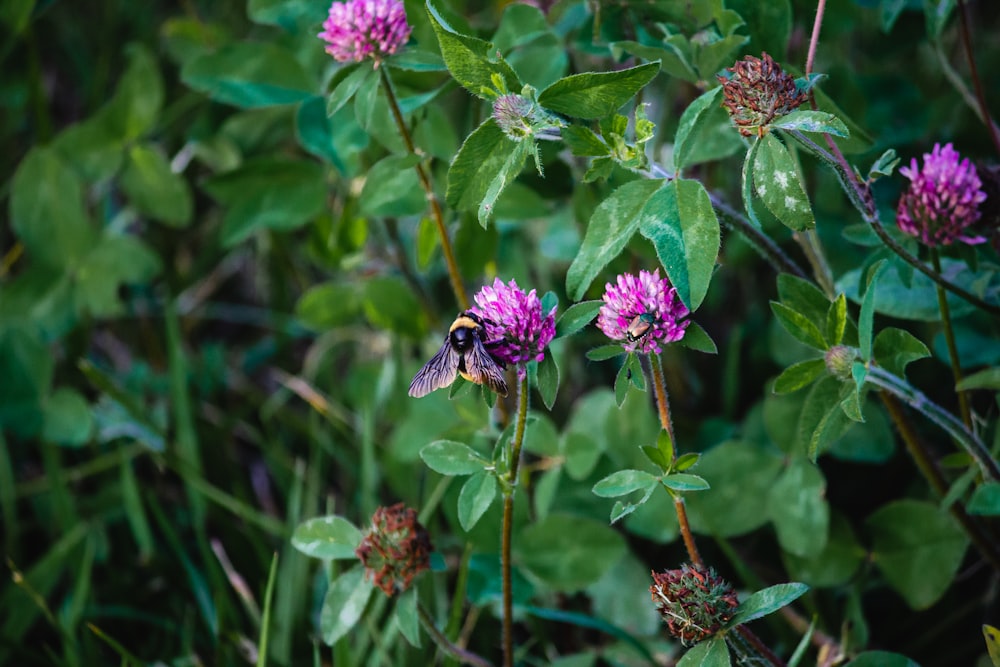 purple flower with green leaves